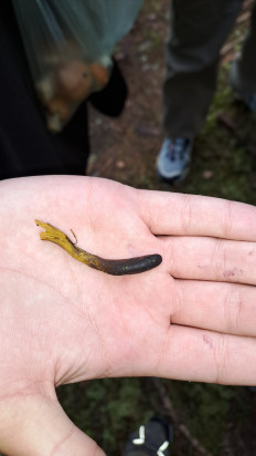 Гриб из Санкт-Петербург