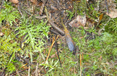 Гриб из Санкт-Петербург