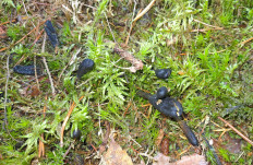 Гриб из Санкт-Петербург