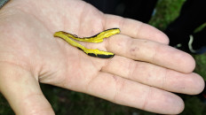 Гриб из Санкт-Петербург