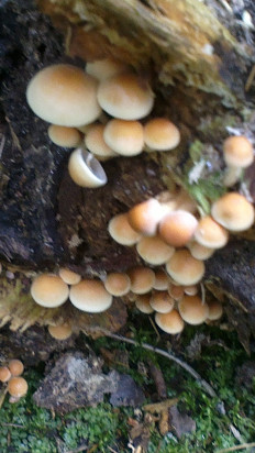 Гриб из Воскресенск