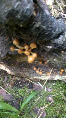 Гриб из Воскресенск