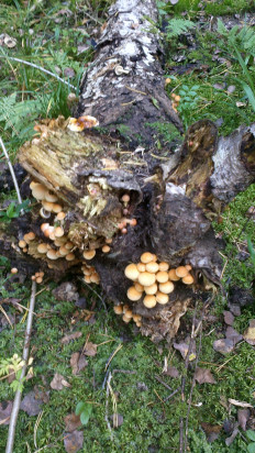 Гриб из Воскресенск