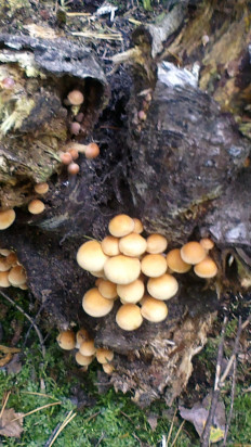 Гриб из Воскресенск