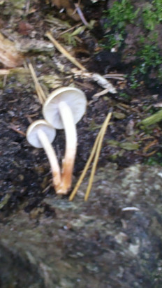 Гриб из Воскресенск