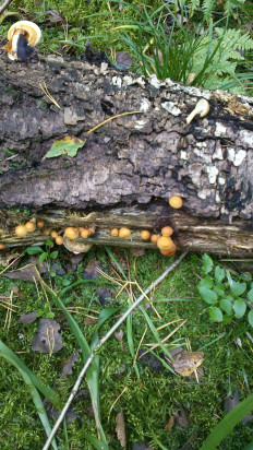 Гриб из Воскресенск