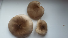 Гриб из Воскресенск