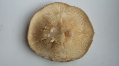 Гриб из Воскресенск