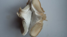 Гриб из Воскресенск