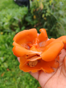 Гриб из Наро-Фоминск