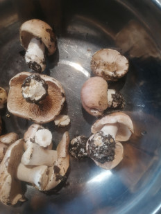 Гриб из Майрамадаг