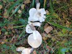 Гриб из Vilnius