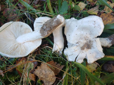 Гриб из Vilnius