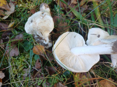 Гриб из Vilnius