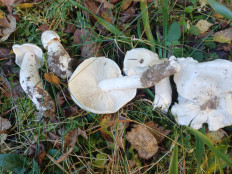 Гриб из Vilnius