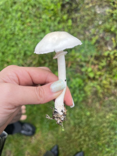 Гриб из Краснодарский край