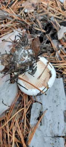 Гриб из Семей