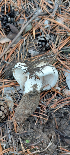 Гриб из Семей