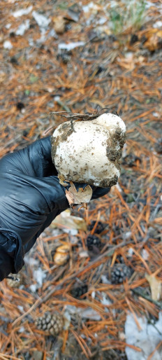 Гриб из Семей