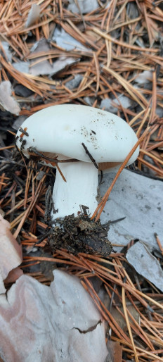 Гриб из Семей