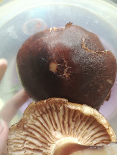 Гриб из Караганда