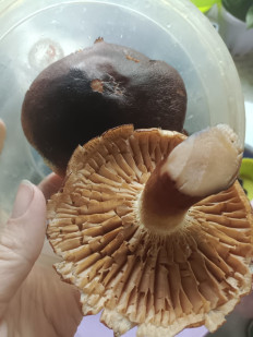 Гриб из Караганда