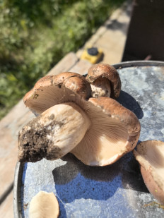 Гриб из Волгоград