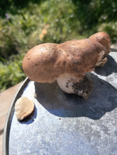 Гриб из Волгоград