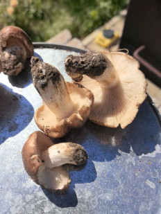 Гриб из Волгоград