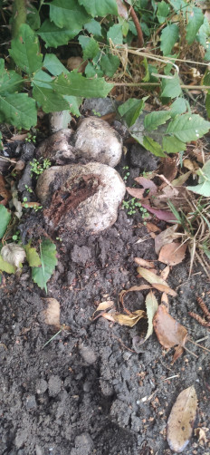 Гриб из Скадовск