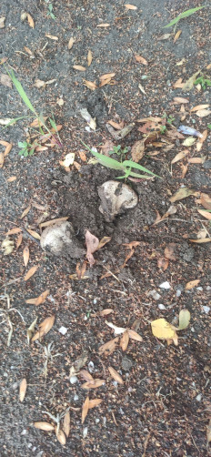 Гриб из Скадовск