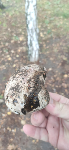 Гриб из Скадовск