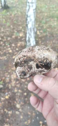 Гриб из Скадовск