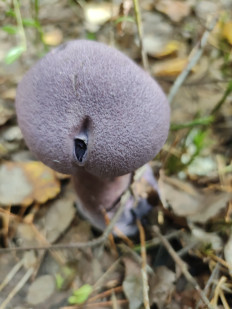 Гриб из Архангельск