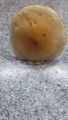 Гриб из Москва