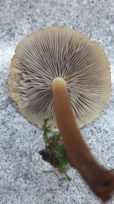 Гриб из Москва