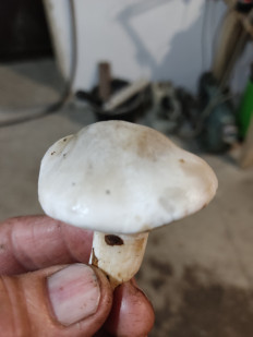 Гриб из Инкучимахи республика Дагестан