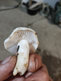 Гриб из Инкучимахи республика Дагестан