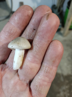 Гриб из Инкучимахи республика Дагестан