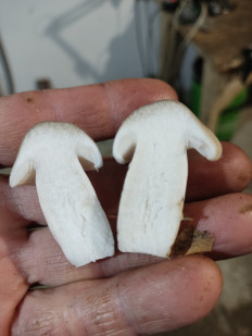 Гриб из Инкучимахи республика Дагестан