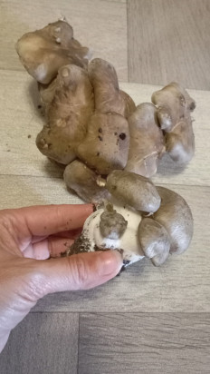 Гриб из Партизанск