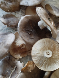 Гриб из Бронницы