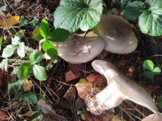 Гриб из Бронницы