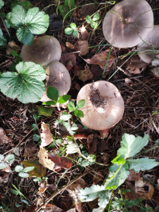 Гриб из Бронницы