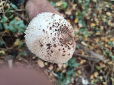 Гриб из Троицк