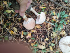 Гриб из Троицк