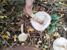 Гриб из Троицк