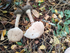 Гриб из Троицк