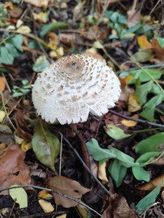 Гриб из Троицк