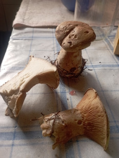 Гриб из Москва Воскресенск